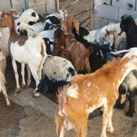 کهره گیسه بز خود بندرعباس با قصابی رایگان|حیوانات مزرعه|بندرعباس, |دیوار