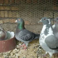 جوجه کبوتر مسافتی پلاکی آتم کفتر|پرنده|ارومیه, |دیوار