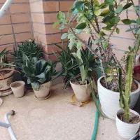 گل و گیاه زینتی|گل و گیاه طبیعی|اصفهان, شاهزید|دیوار
