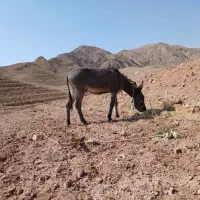 خر فروشی|حیوانات مزرعه|نیمبلوک, |دیوار