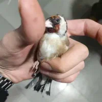 سهره نر رسمی|پرنده|پردیس, شهرک صنعتی کمرد|دیوار