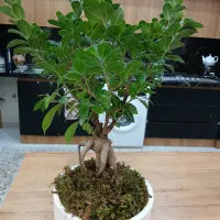 گل و گیاه بنسای جنسینگ پر برگ تنه دار|گل و گیاه طبیعی|تهران, صفا|دیوار