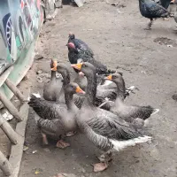 غاز محلی|حیوانات مزرعه|کرج, کمال‌شهر|دیوار