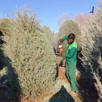 علف زنی باغ و باغچه