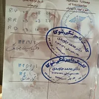 پامر اشپیتز عروسکی|سگ|شیراز, شهرک صدا و سیما|دیوار