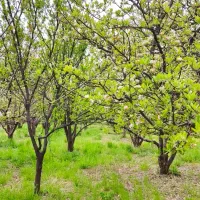 فروش باغ هماشهر یا معاوضه با ملک شیراز