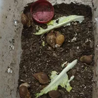 حلزون|خزنده|تهران, یاخجی آباد|دیوار