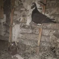 کفتر صید|حیوانات|مشهد, عبادی|دیوار