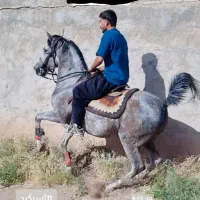 مادیان کرد شش دانگ سر و دم گیر شجره دار