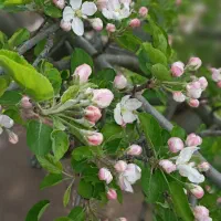 فروش باغ زیبا در روستای ساربانک قزوین|فروش زمین و ملک کلنگی|کوهین, |دیوار