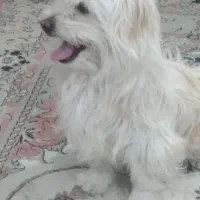 واگذاری سگ|سگ|مشگین شهر, |دیوار