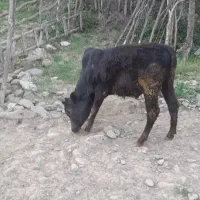 ورزاکوله