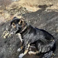 واگذاری سگ نر اصیل ذات قدیم|سگ|هشترود, |دیوار