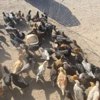 مرغ و خوروس محلی  برای قربانی و رفع بلاهم میشه