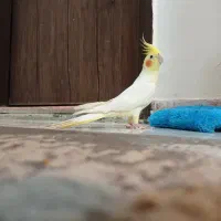 عروس هلندی لوتینو نر یک ساله