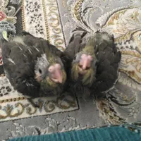 فروش جوجه عروس هلندی خاکستری