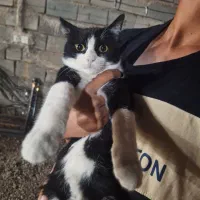 گربه تاکسیدو واگذاری