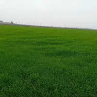 زمین کشاورزی ابی چاه برقی مشاور حسن هلالیان