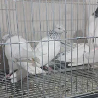 کبوتر پاکستانی تیدی