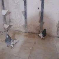 ۲ جفت کله ۳۸۰۰|پرنده|شیروان (خراسان), |دیوار