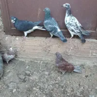 ۶کفترغریب گیری