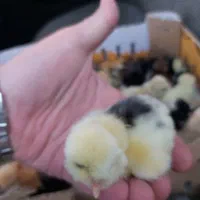 فروش جوجه رنگی اردک جوجه محلی گلپایگان|حیوانات مزرعه|اردبیل, |دیوار