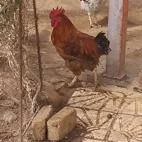خروس لاری|حیوانات مزرعه|کوهین, |دیوار
