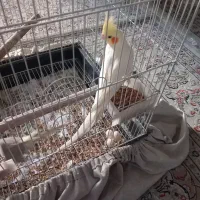 یک جفت عروس هلندی با قفس|پرنده|وحیدیه, |دیوار