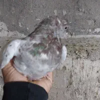 فروش کبوتر|پرنده|میانه, |دیوار