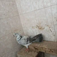 کبوتر.|حیوانات|سیمین شهر, |دیوار