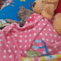 گربه دی اس اچ|گربه|شیراز, کوشک میدان|دیوار