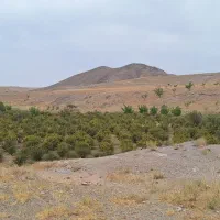 کارگر زرشک نیازمندم