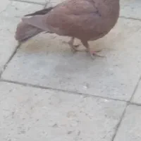 کفتر|پرنده|گلباف, |دیوار