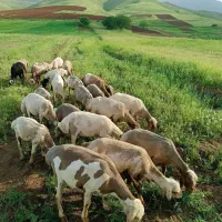 پشم چین برقی سفارش ترکیه