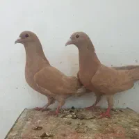 نر و ماده زرد