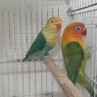 گرینچیک نرکوتوله جفت باجوجه نرماده تک باضمانت کتبی