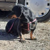 سگ ماده داشهوند