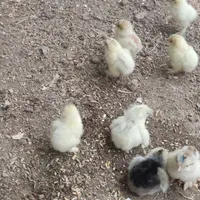 خروس ومرغ و جوجه