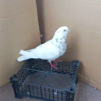 کبوتر کاشونی ساعتی پرشی