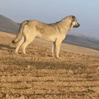 پژدر|سگ|بیجار, |دیوار