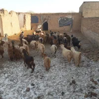 بز و چپش|حیوانات مزرعه|بشاریات, |دیوار