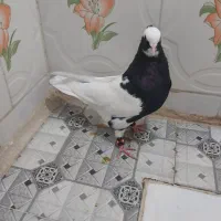 کبوتر طوق سیاه