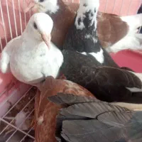 کبوتر|پرنده|دهگلان, |دیوار