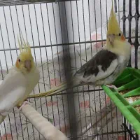 کوتوله و عروس هلندی