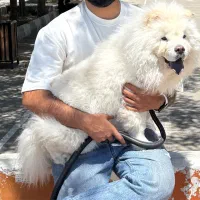 چاو چاو ۸ ماهه