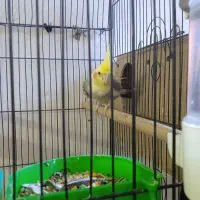 جفت عروس بشرط مولد