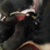 روتفایلر دورمن شیتزو ترییر