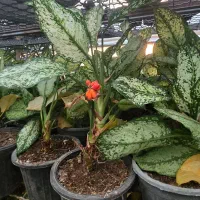 حراج گیاه شروع از ۲۰ تومن|گل و گیاه طبیعی|چهارباغ, |دیوار