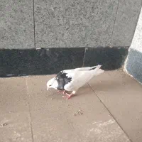طوق سیاه جوانه ماده.