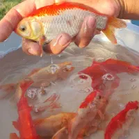 ماهی مولد|ماهی|نوده انقلاب, |دیوار